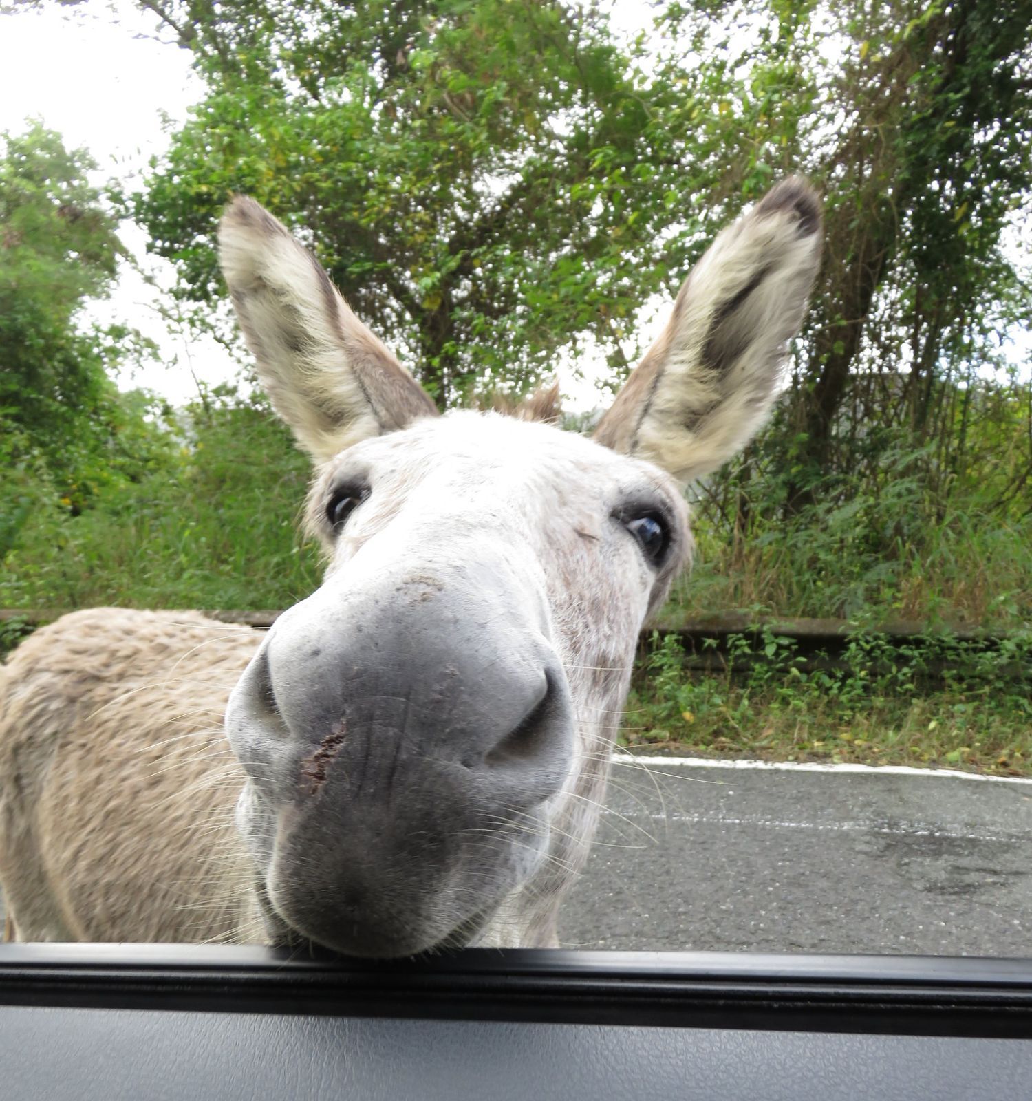 A gray St. John donkey pushes its nose up to an open car window on a roadside, with green brush and the road behind it, U.S. Virgin Islands.